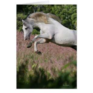 Fantasy Horses: Spring Gallop