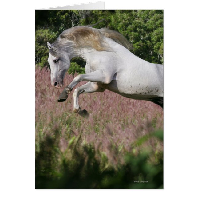 Fantasy Horses: Spring Gallop (Front)