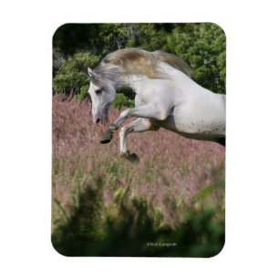 Fantasy Horses: Spring Gallop Magnet