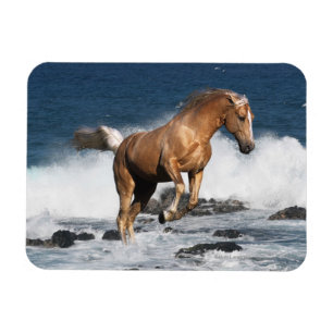 Fantasy Horses: Summer Splash Magnet
