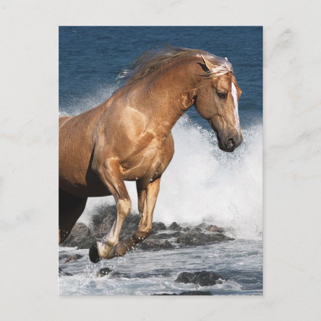 Fantasy Horses: Summer Splash Postcard (Front)