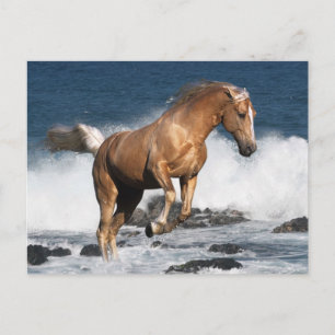 Fantasy Horses: Summer Splash Postcard