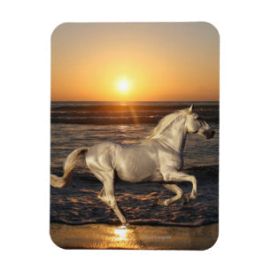 Fantasy Horses: Sunset Magnet