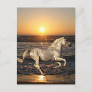 Fantasy Horses: Sunset Postcard