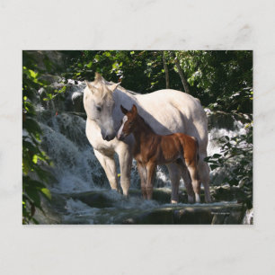 Fantasy Horses: Waterfall Postcard