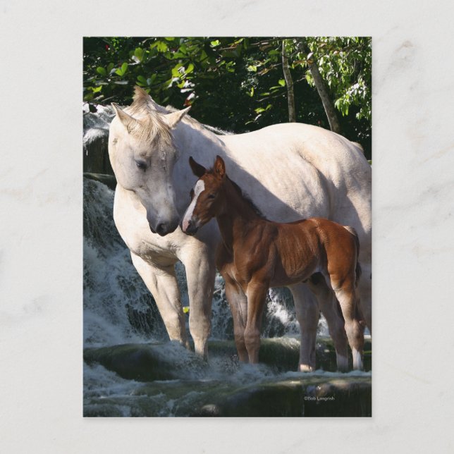 Fantasy Horses: Waterfall Postcard (Front)