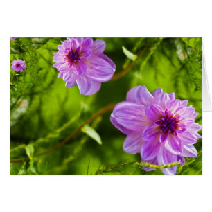 Fantasy Pink Dahlia