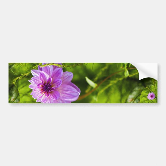 Fantasy Pink Dahlia Bumper Sticker (Front)