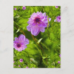 Fantasy Pink Dahlia Postcard