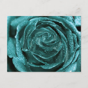 Fantasy Teal Rose Postcard