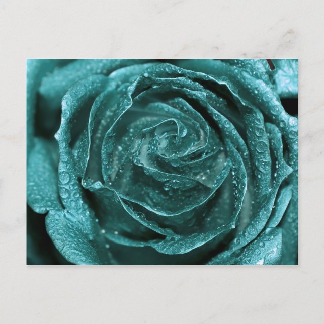 Fantasy Teal Rose Postcard (Front)