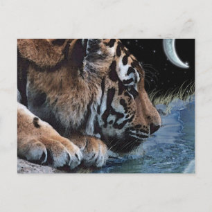 Fantasy Tiger & Moon Postcards