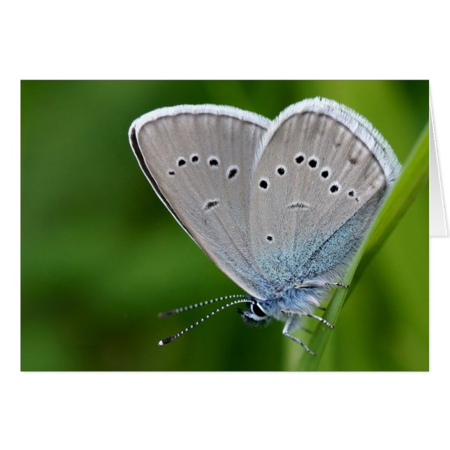 Farfalla Card (Front Horizontal)