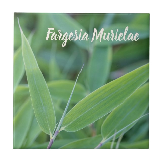 Fargesia murielae Bamboo plant for gardeners gift Tile (Front)