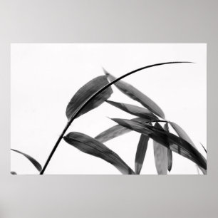 Fargesia sp. Bamboo in Black and White Poster