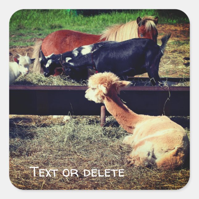 Farm Animal Friends Nature Personalized Square Sticker (Front)