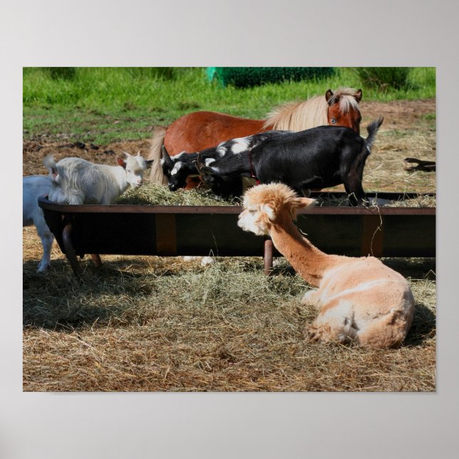 Farm Animal Friends Poster (Front)