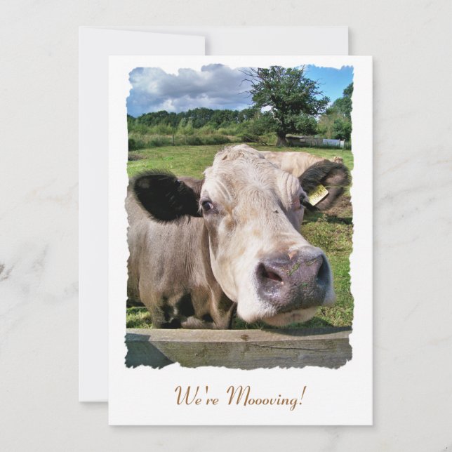 FARM ANIMALS, CUTE COW Announcement (Front)