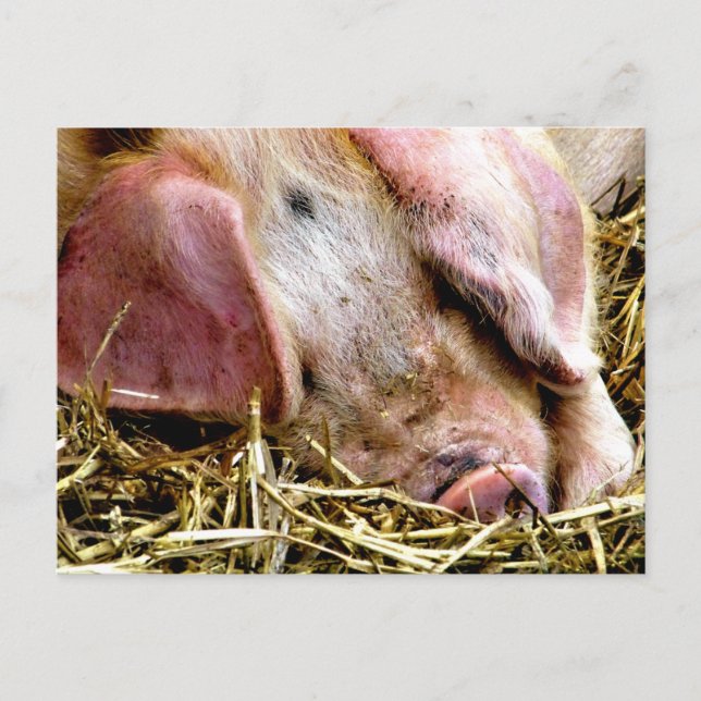 FARM ANIMALS, PIGS POSTCARD (Front)