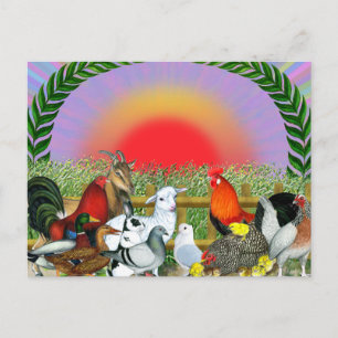 Farm Animals Postcard