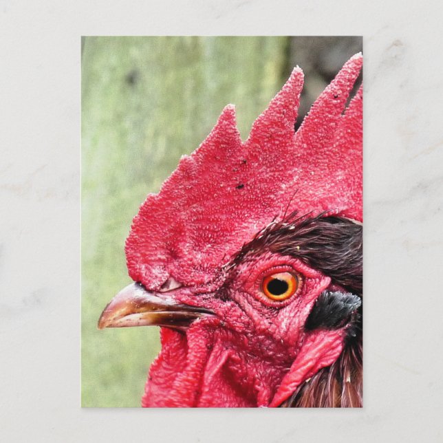 FARM ANIMALS, ROOSTER POSTCARD (Front)