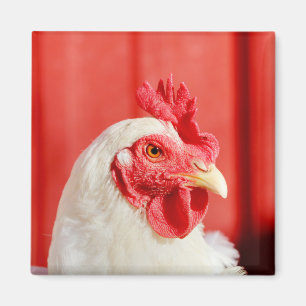 Farm Chicken Magnet