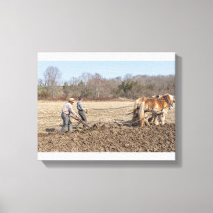 Farm Clydesdales Canvas Print