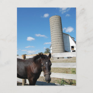 Farm Horse Postcard