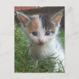 Farm Kitten Postcard