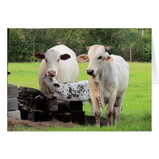 Farm Life (7329) - Cows (Front Horizontal)
