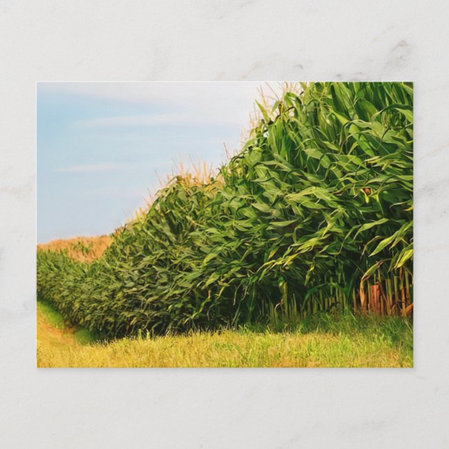 Farm Life USA Corn Crop Carte postale (Devant)