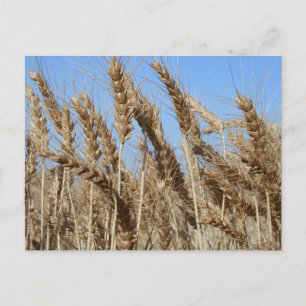 Farm Life USA Wheat Postcard