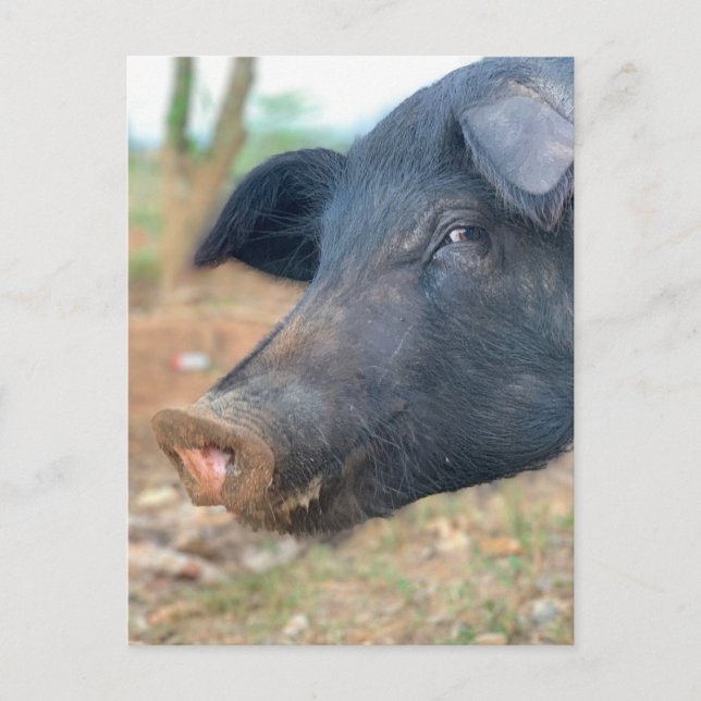 Farm Pig Design Postcard (Front)