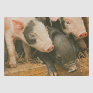 Farm Piglets Tissue Paper