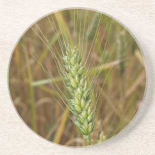 Farm Series---bearded wheat in GA Coaster