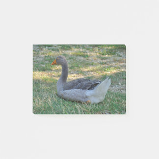 Farmed goose standing on grass in Dordogne Post-it Notes