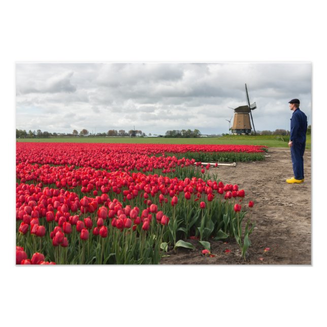 Farmer inspecting his tulips and windmill photo print (Front)