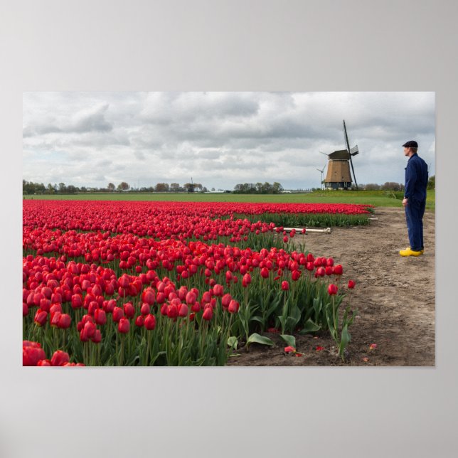 Farmer inspecting his tulips and windmill poster (Front)