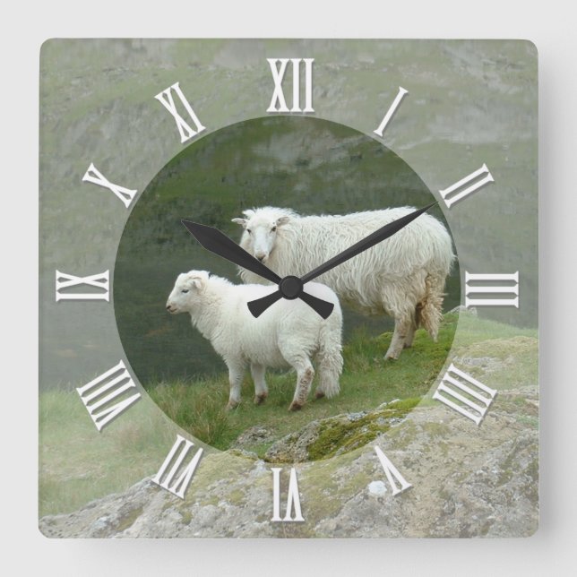 Farmers Clock, Scottish Sheep, Mountains, Scotland Square Wall Clock (Front)