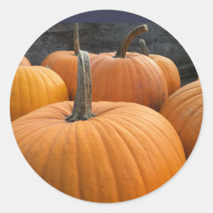 Farmer's Market, Autumn Harvest Pumpkins Classic Round Sticker
