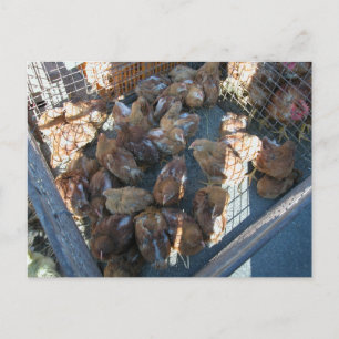 Farmer's market, Louans, Bresse, chicks Postcard