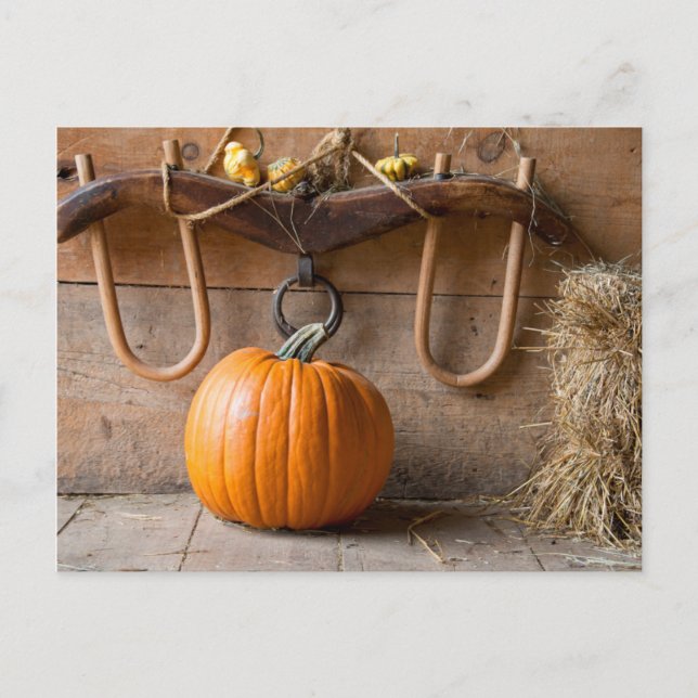 Farmers Museum. Pumpkin in barn with bale of hay Postcard (Front)