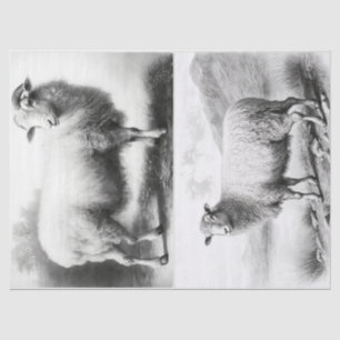 Farmhouse Sheep Tissue Paper