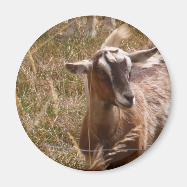 Farming goats magnet (Front)