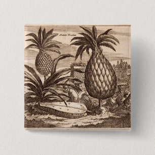 Farming Large Pineapples, illustration from a desc 2 Inch Square Button