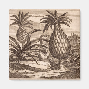 Farming Large Pineapples, illustration from a desc Magnet