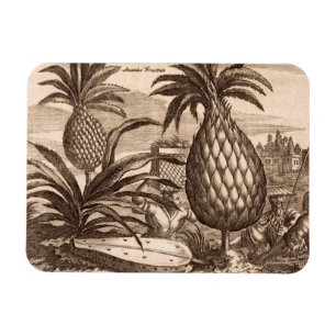 Farming Large Pineapples, illustration from a desc Magnet