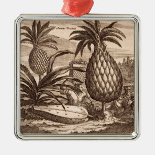 Farming Large Pineapples, illustration from a desc Metal Ornament