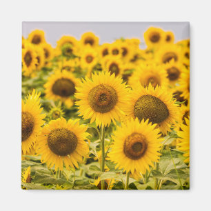 Farms A Sunflower Field Magnet