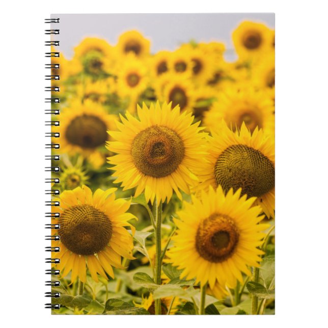 Farms | A Sunflower Field Notebook (Front)